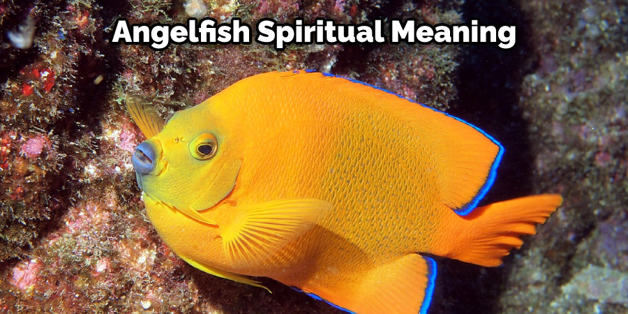  Angelfish Spiritual Meaning