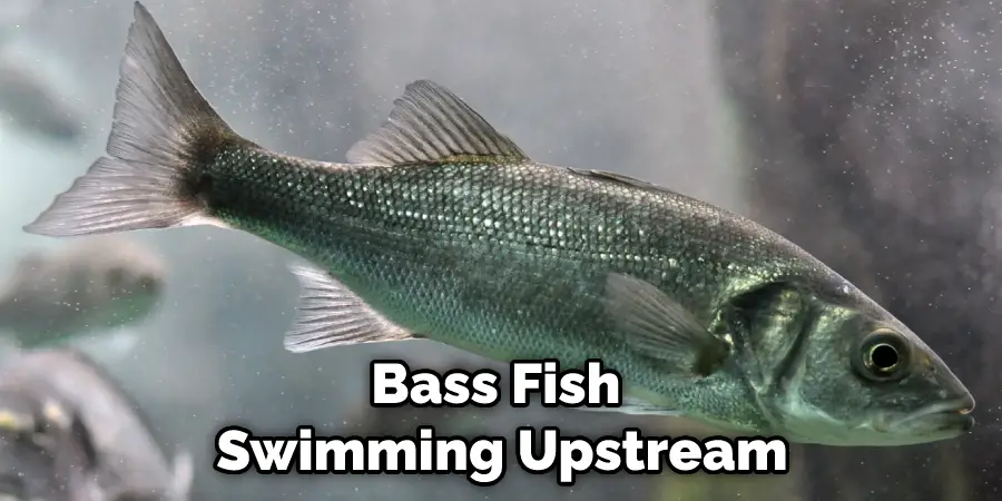 Bass Fish Swimming Upstream