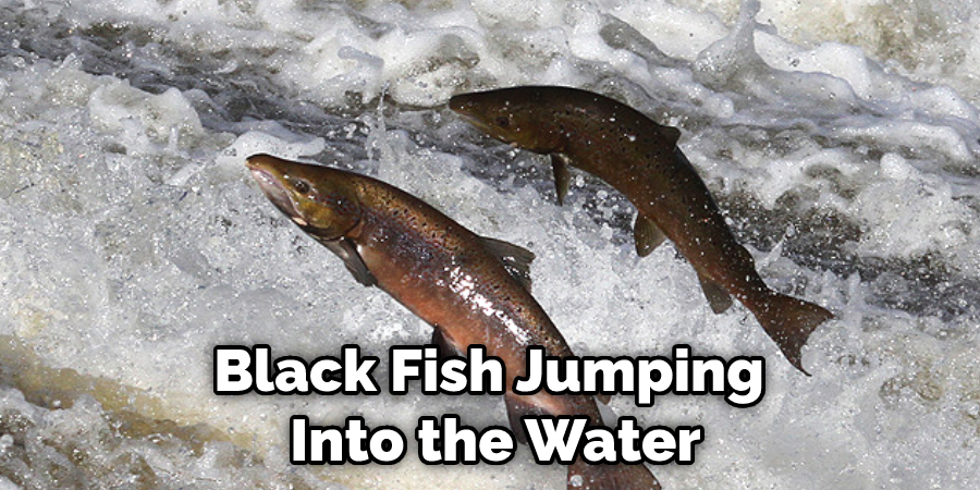 Black Fish Jumping  Into the Water