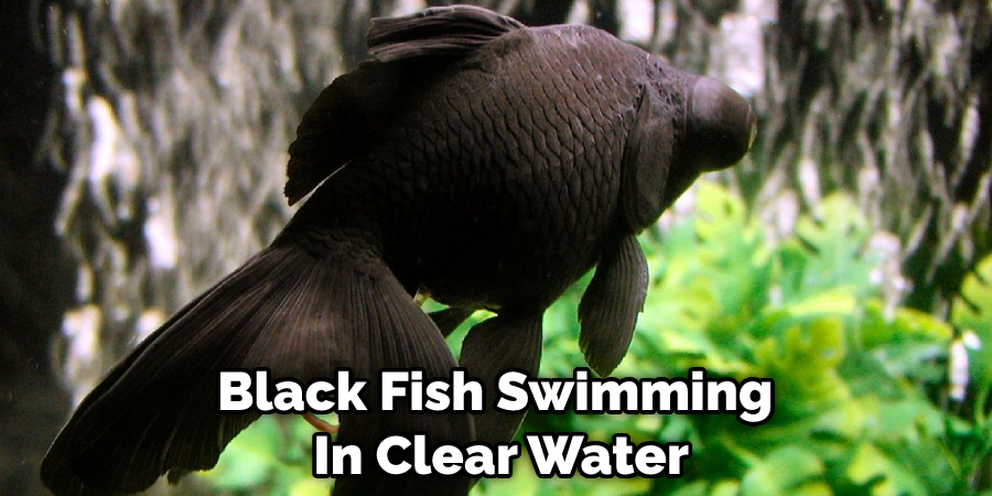 Black Fish Swimming  In Clear Water