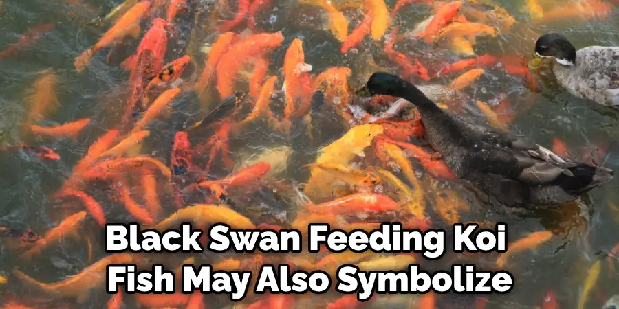 Black Swan Feeding Koi Fish May Also Symbolize