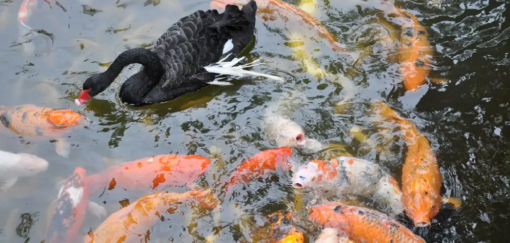 Black Swan Feeding Koi Fish Spiritual Meaning