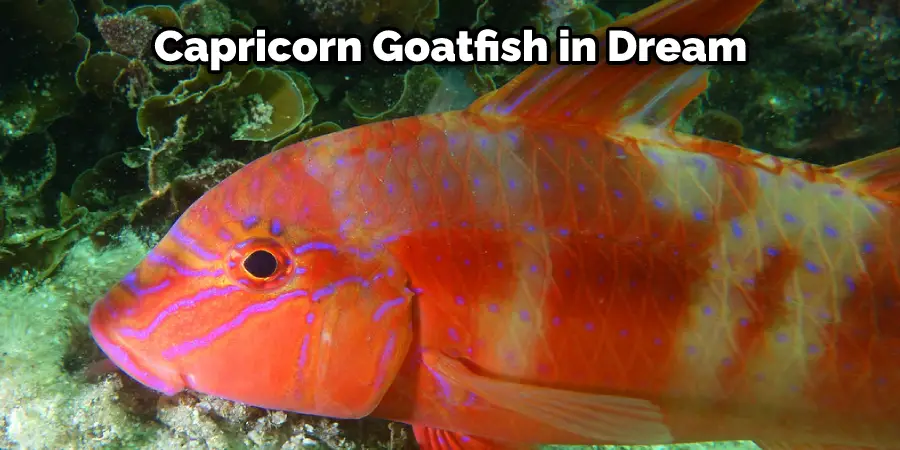 Capricorn Goatfish in Dream