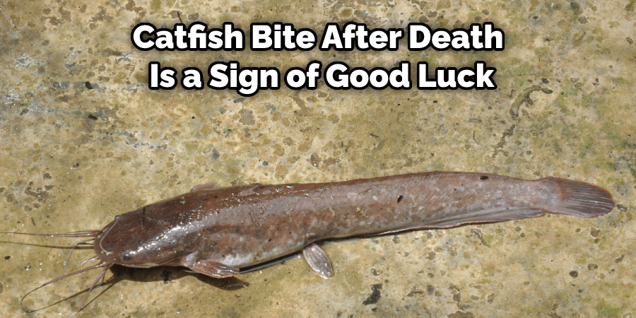 Catfish Bite After Death  Is a Sign of Good Luck