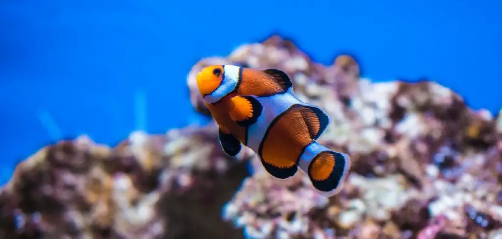 Clown Fish Symbolism