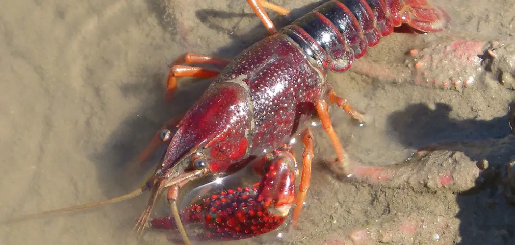 Crayfish Spiritual Meaning