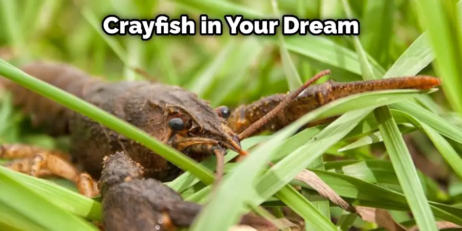 Crayfish in Your Dream 