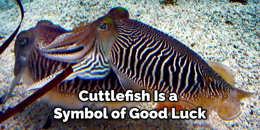 Cuttlefish Is a  Symbol of Good Luck