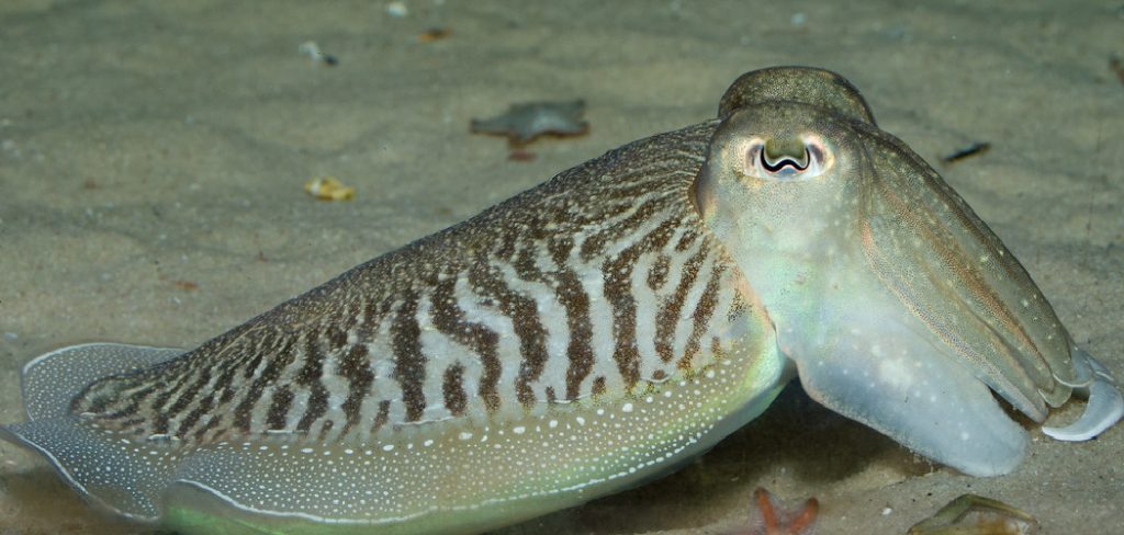 Cuttlefish Meaning