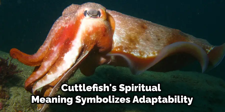 Cuttlefish's Spiritual  Meaning Symbolizes Adaptability