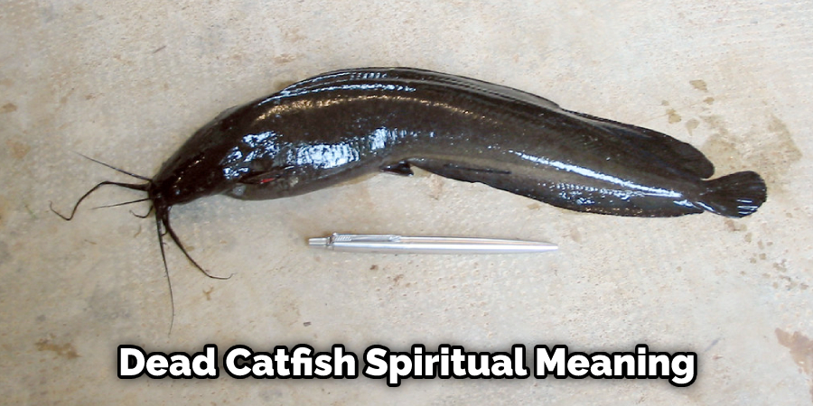 Dead Catfish Spiritual Meaning