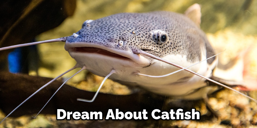 Dream About Catfish