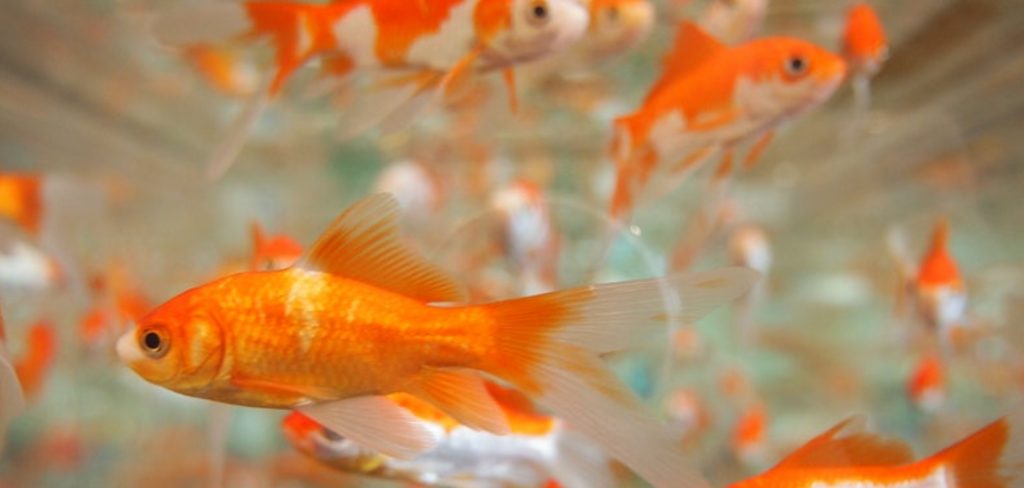 Dream of Goldfish Jumping Out of Tank
