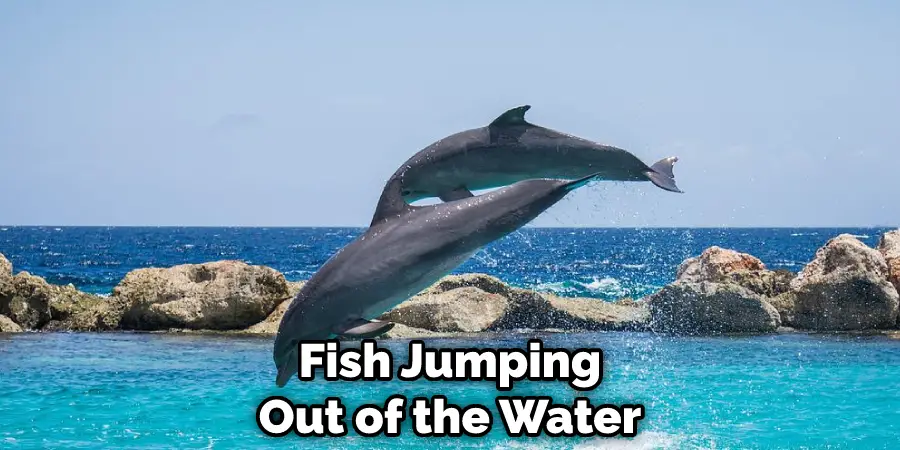 Fish Jumping Out of the Water