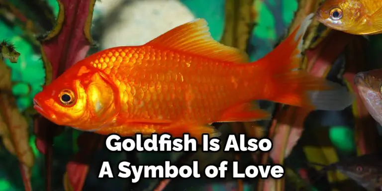 Goldfish Symbolism, Spiritual Meaning, and Totem | (2025)