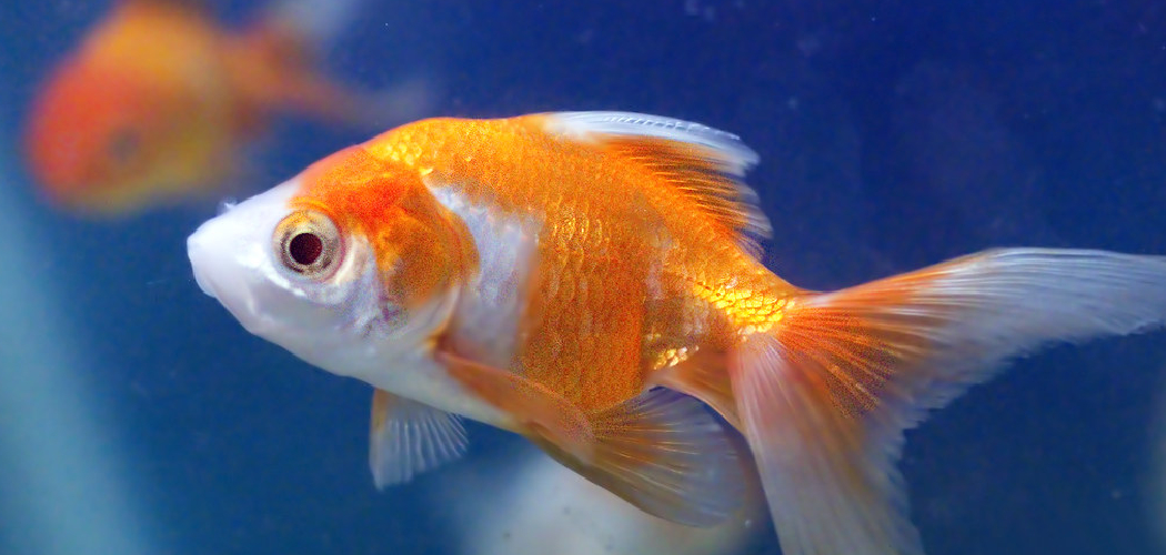 Goldfish Symbolism