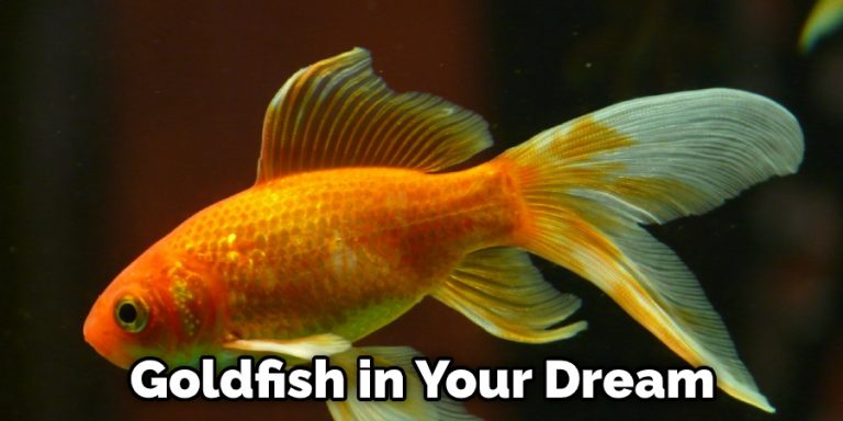 Goldfish Brooke Dream Meaning in Detailed Explanation (2024)