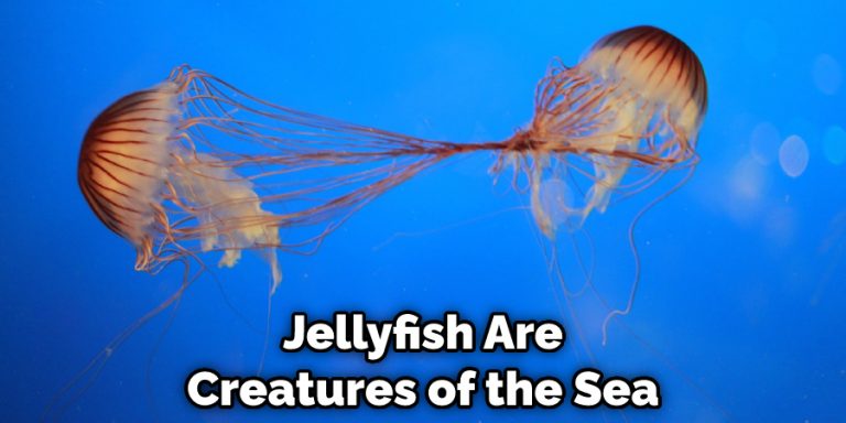 Jellyfish Spiritual Meaning, Symbolism, and Totem | (2024)