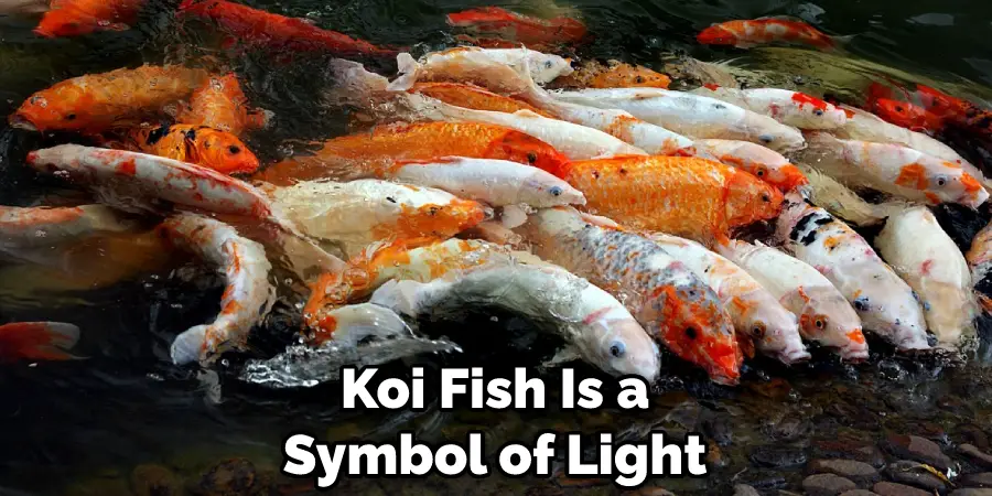 Koi Fish Is a Symbol of Light