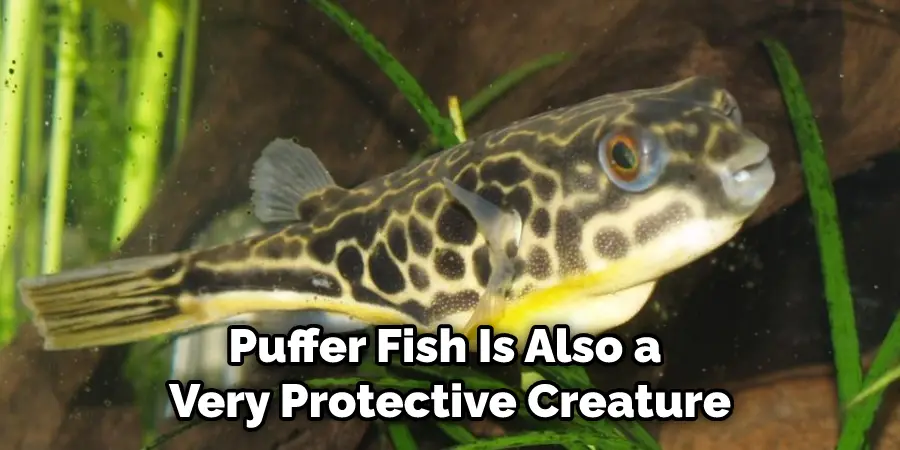Puffer Fish Is Also a  Very Protective Creature
