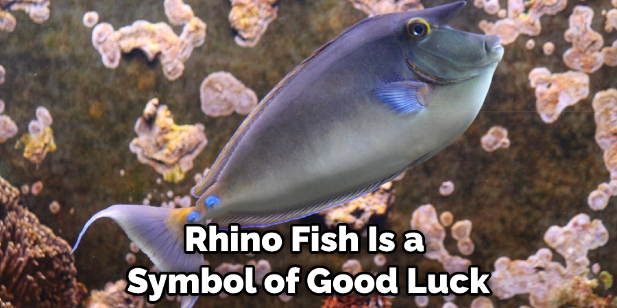 Rhino Fish Is a Symbol of Good Luck