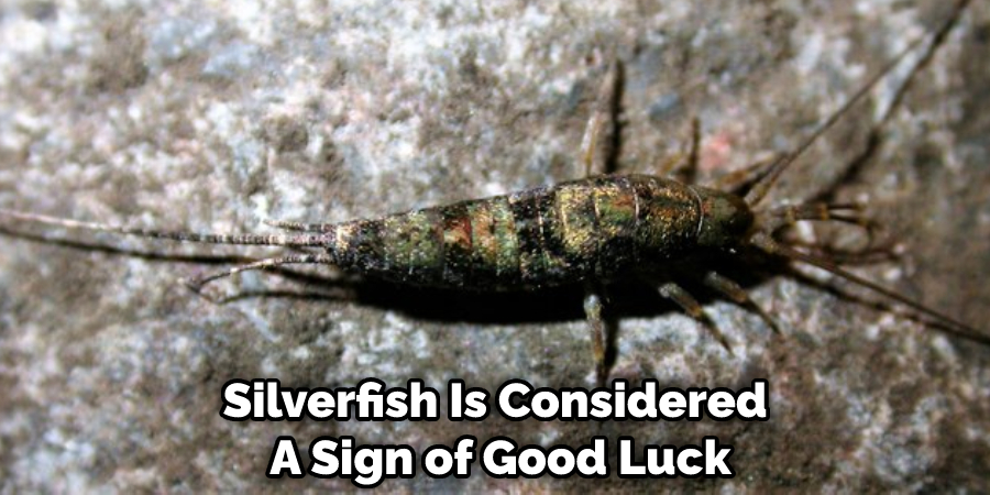Silverfish Is Considered  A Sign of Good Luck