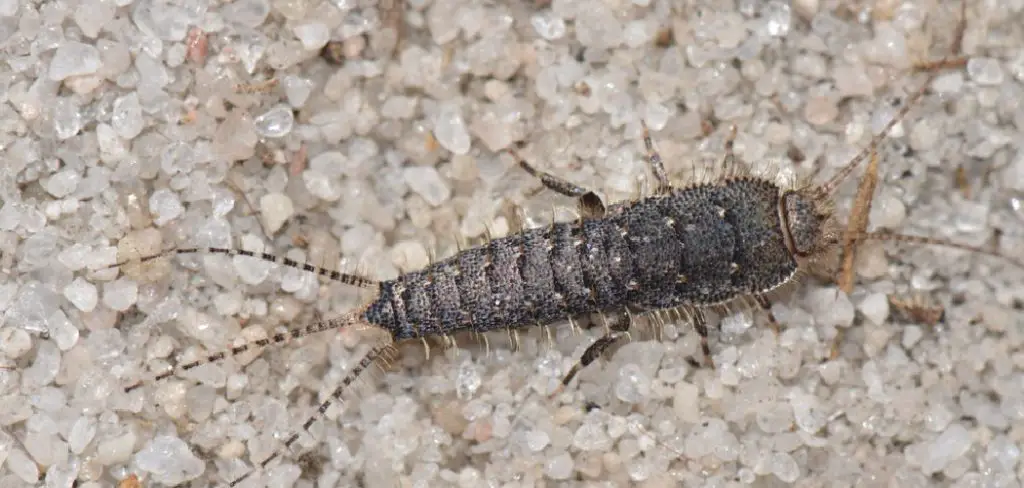 Spiritual Meaning of a Silverfish