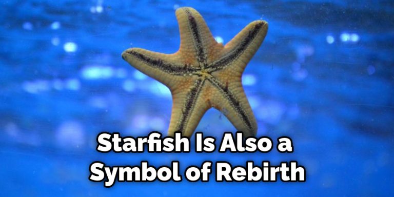 Starfish Totem, Spiritual Meaning, and Symbolism | (2025)