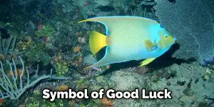 Angelfish Spiritual Meaning, Symbolism, and Totem | (2026)