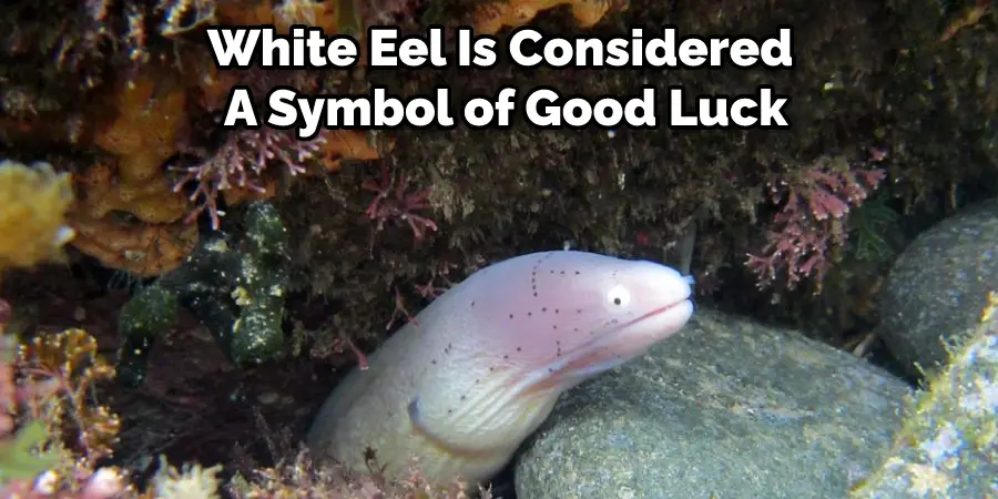 White Eel Is Considered  A Symbol of Good Luck