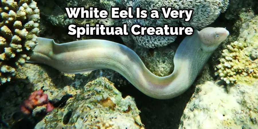 White Eel Is a Very  Spiritual Creature