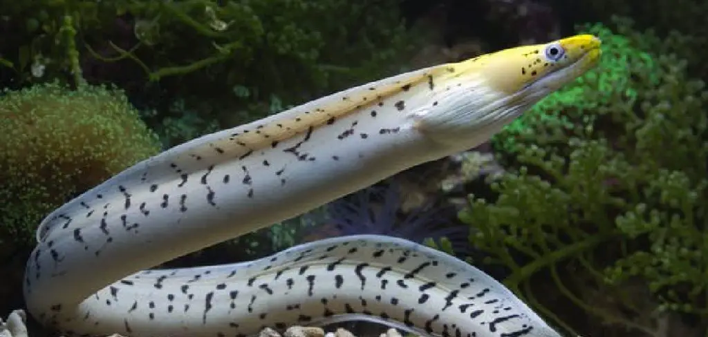 White Eel Meaning