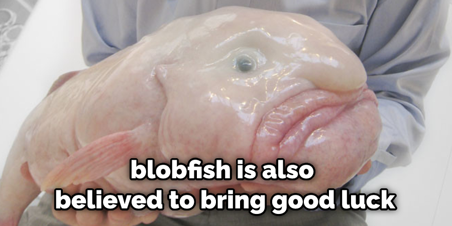 blobfish is also believed to bring good luck