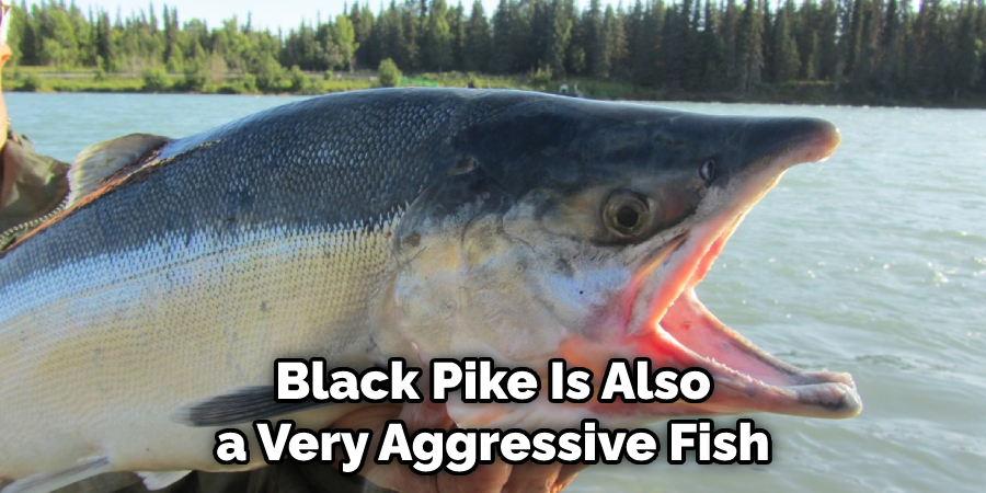 Black Pike Is Also a Very Aggressive Fish