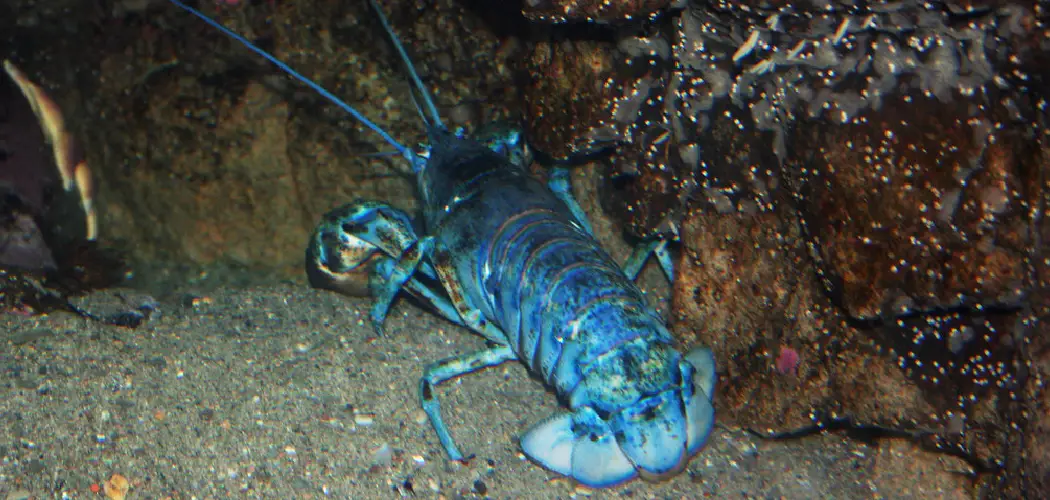 Blue Lobster Symbolism