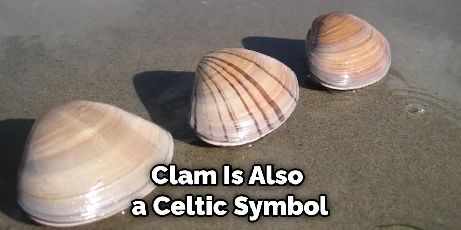 Clam Is Also a Celtic Symbol