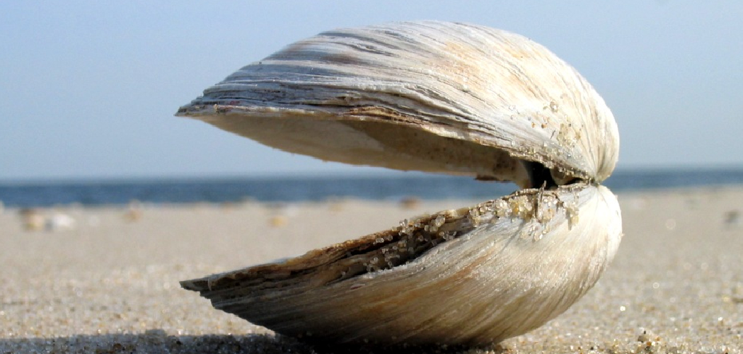 Clam Spiritual Meaning, Symbolism, and Totem