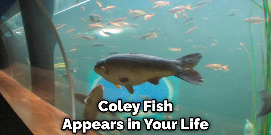 Coley Fish Appears in Your Life
