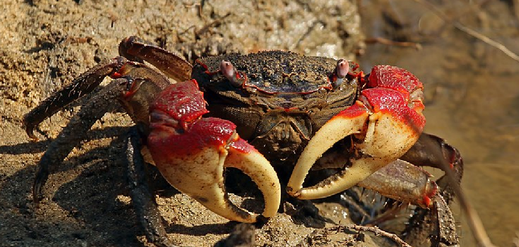 Crab Dream Meaning