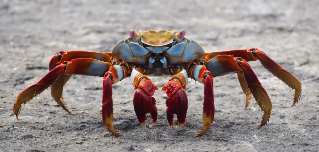 Crab Spiritual Meaning, Symbolism, and Totem | Detail (2024)