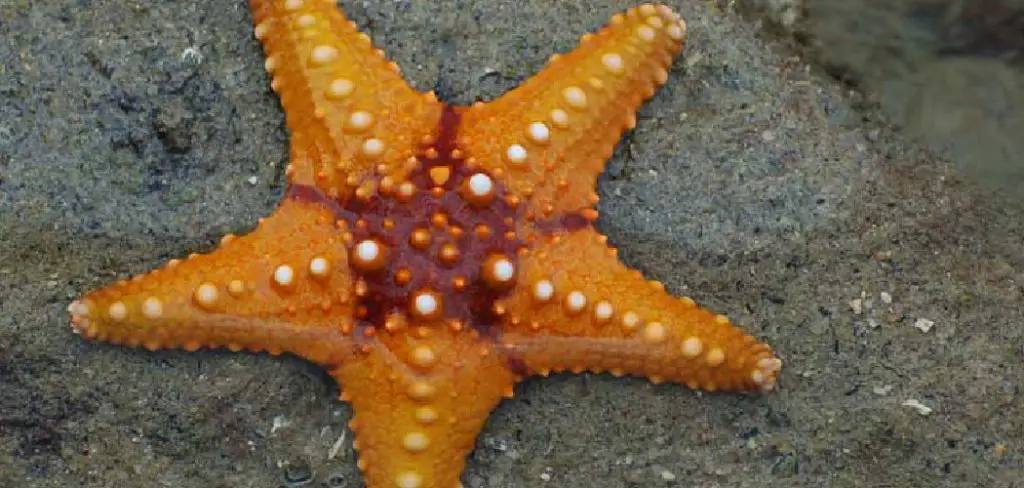 Dream of Starfish Meaning