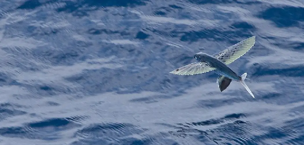 Flying Fish Dream Meaning