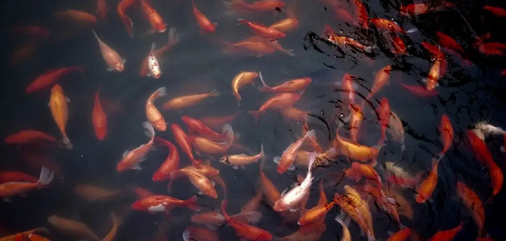 koi-fish-dream-meaning-helpful-explanation-2024