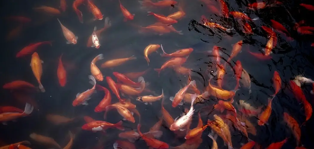 Koi Fish Dream Interpretation