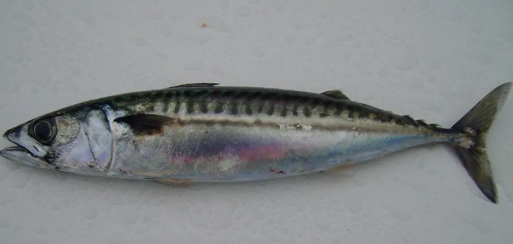 Mackerel Meaning, Symbolism, and Totem Detailed Guide (2024)