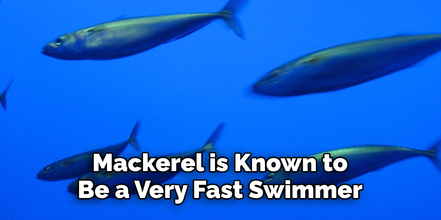 Mackerel is Known to  Be a Very Fast Swimmer