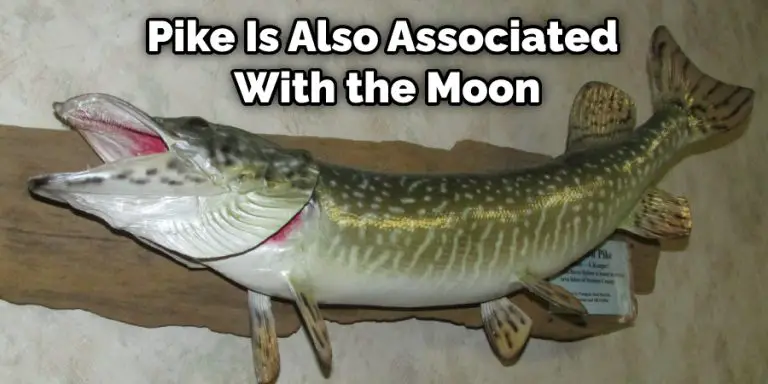Pike Is Also Associated With The Moon 1 768x384 