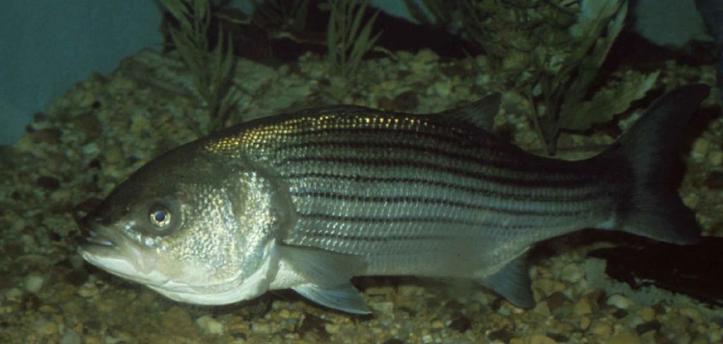 Sea Bass Meaning