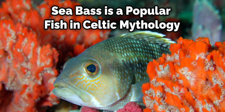 Sea Bass is a Popular  Fish in Celtic Mythology