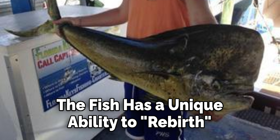 The Fish Has a Unique Ability to "Rebirth" 